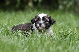 TERRIER DU TIBET 061